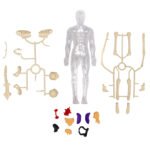 Human Anatomy Model kit for Kids - Image 3